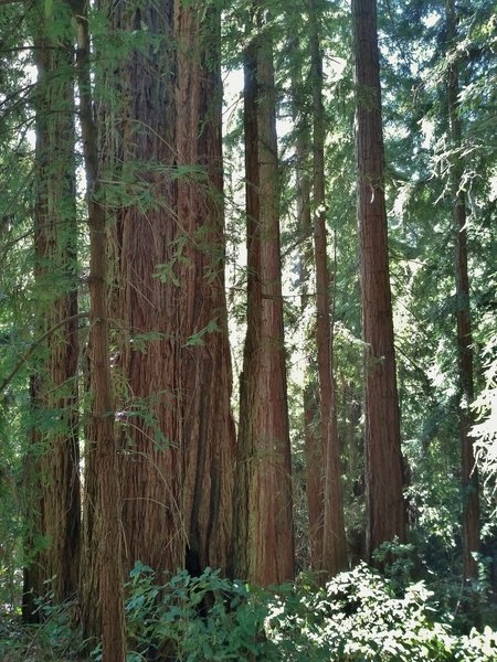 A giant redwood among smaller redwoods, seen along Redwood Trail.