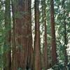 A giant redwood among smaller redwoods, seen along Redwood Trail.