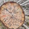 Stump along Black Elk Loop