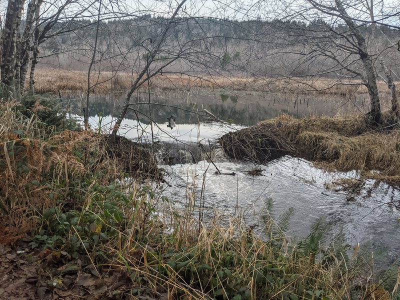 Beaver pond.