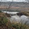 Beaver pond.