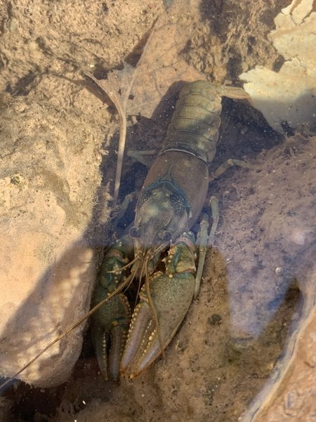 Virile Crayfish