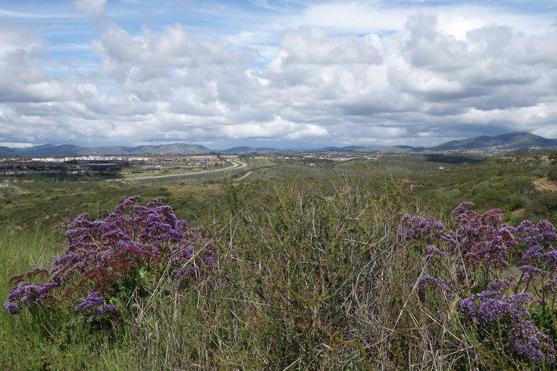 Verdant view northeast towards Highway 56 (center) and Black Mountain (far right) on a very clear day.