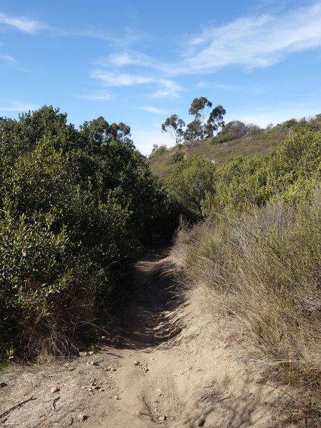 Near the bottom of the Intestine trail.