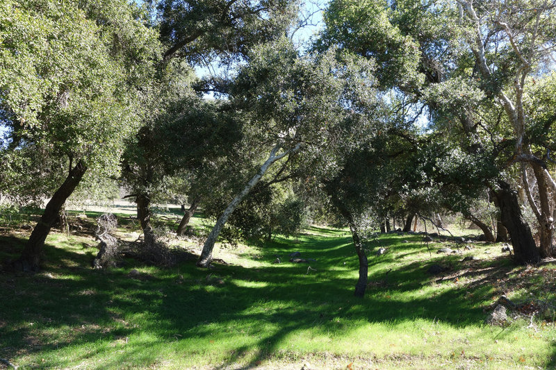 A verdant patch along the Pamo River Trail