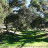 A verdant patch along the Pamo River Trail