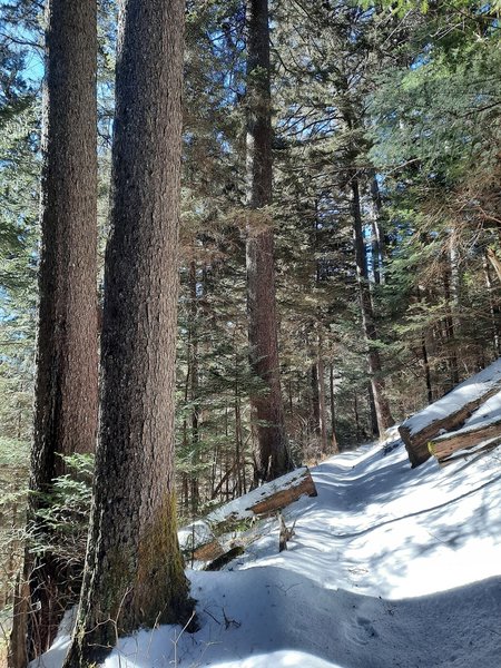 Large red spruce trees near the junction with the old Hyatt Ridge Trail.