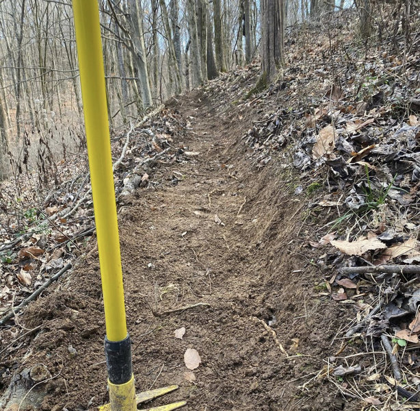 Part of the path after it breaks from an old road and enters a cedar stand