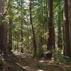 Pretty, mixed redwood forest along Tan Oak Trail in Mt. Madonna County Park, on a sunny January day.