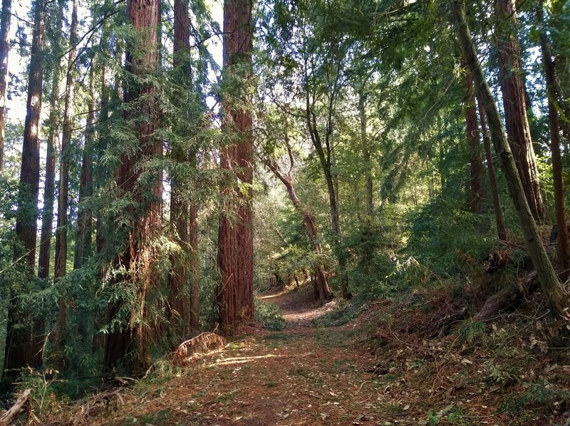 Sunlight filters through the redwoods along Tan Oak Trail in the hilly, dense mixed redwood forest.