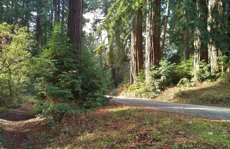 The beautiful redwood forest along the park road and Meadow Trail (left), in Mt. Madonna County Park.