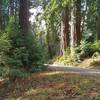 The beautiful redwood forest along the park road and Meadow Trail (left), in Mt. Madonna County Park.