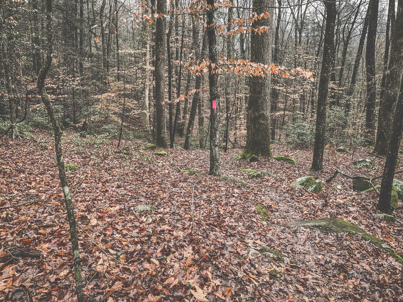 Ross Gap Trail