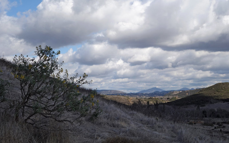 Waiting for spring in Los Peñasquitos Canyon on a very clear winter day. Mt. Woodson (center) and Iron Mountain (center right) are visible 15 miles away.