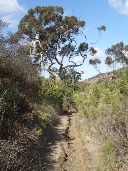 Winter rains carve a trench in the Shaw Valley Trail.