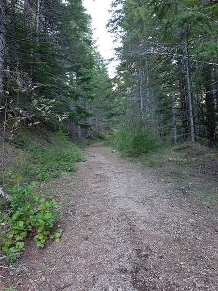 A wide dirt track or road leads through douglas fir.