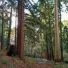 Tall, stately redwood on the left and eucalyptus on the right, as Loop Trail Cut Off passes between them.