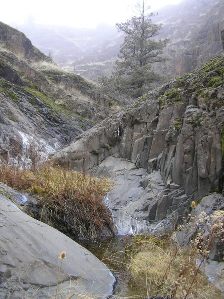 Entrance to upper section of Black Canyon trail approx. 1 mile from trailhead. Lots of brush in narrow canyon for about 1/4 mile.