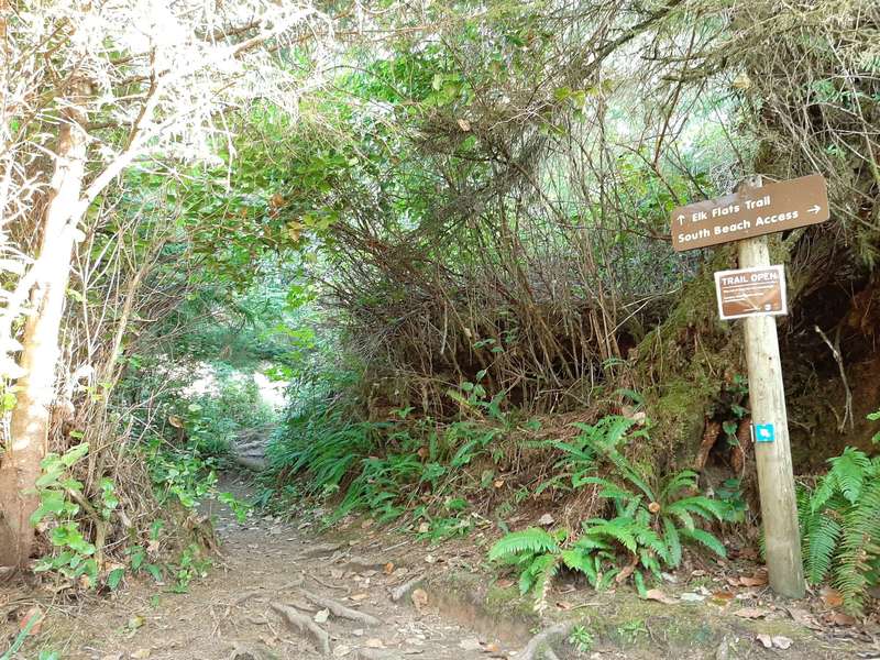 A trailhead sign next to a muddy track that goes uphill through tall salal and brush.