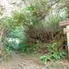 A trailhead sign next to a muddy track that goes uphill through tall salal and brush.