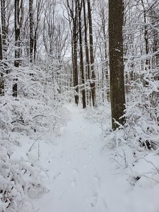 The advanced ski trail, part of the grand loop. about 6 inches of snow.