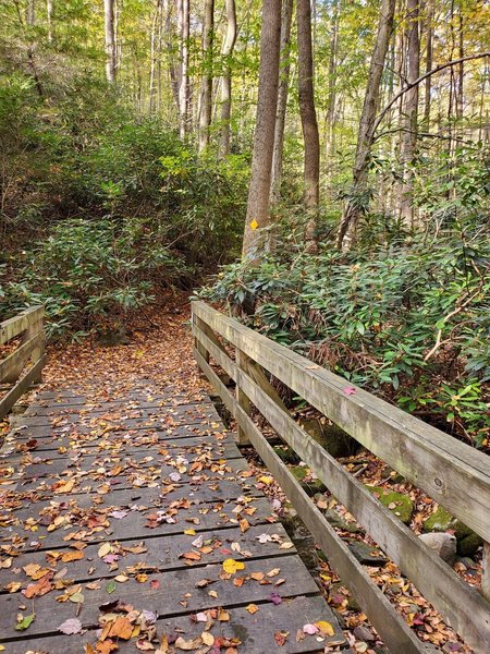 Near the start of the steep descent to Cheat Lake on the Mont Chateau Trail North.