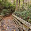 Near the start of the steep descent to Cheat Lake on the Mont Chateau Trail North.