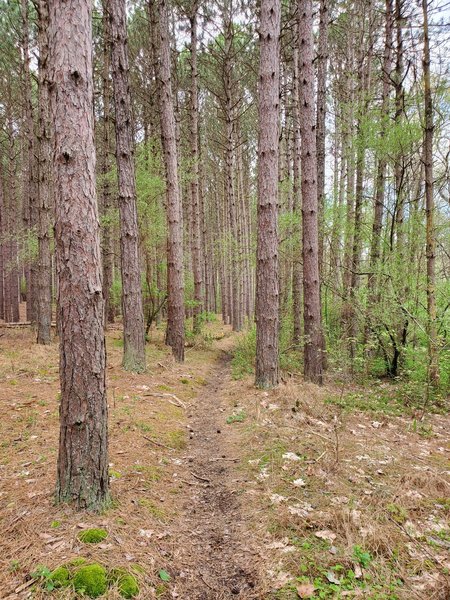 Cool section of pine forest. Hillman is underrated compared to its more popular cousin, Raccoon Creek.