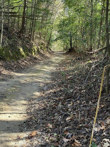 View of Tunica Hill Trail C