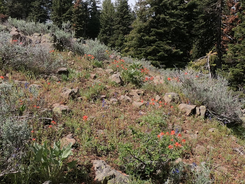 Flowers on Independent Mine trail hiking towards Lookout Mountain (6-19-2020)