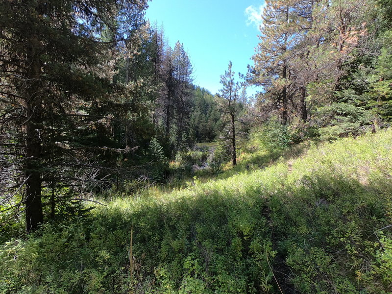 Trail along Rock Creek