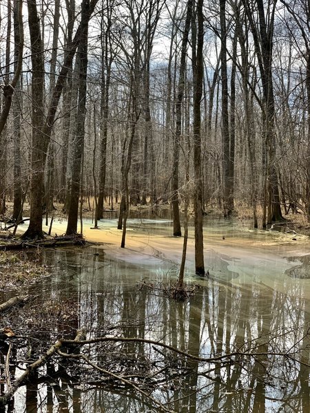 Small swamp off the side of the trail produces some great visuals in the afternoon.