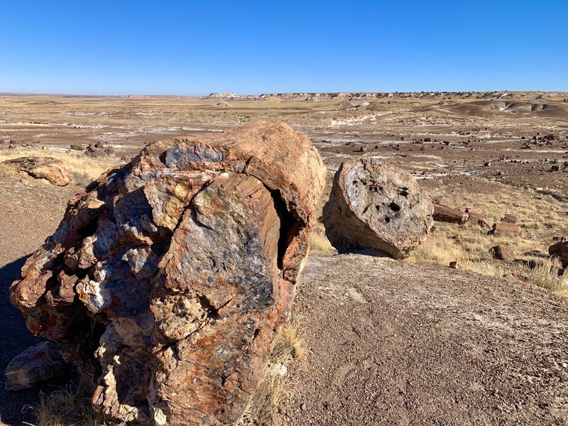 There are many colorful petrified specimens on this trail. The detailed features of the bark and grains in the wood are preserved exceptionally well.