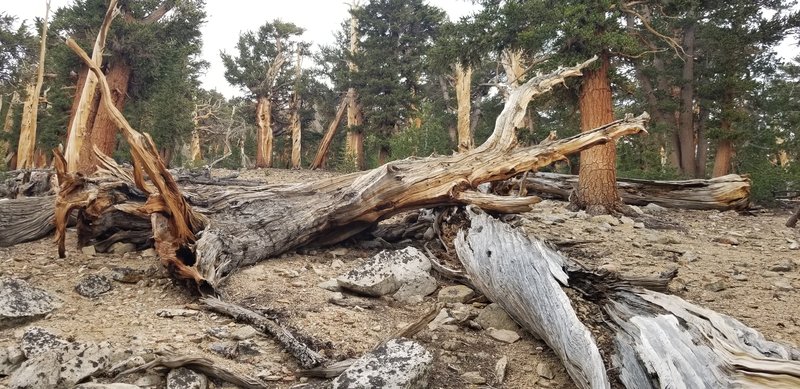 July 2018 JMT thru-hike. I don't remember exactly where I took this picture but do know it was between Shepherd Pass and Crabtree