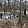 Wetlands by the Sandy Creek Nature Center Loop