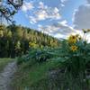 Sunflowers along the trail