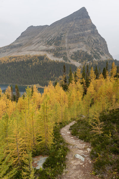 Larch in fall colors near Haiduk Lake