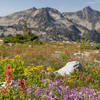 Alpine wildflowers in Kokanee Glacier Park.