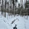 Stream along Potter Ridge Trail