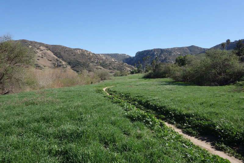 Verdant section of the Raptor Ridge trail near Bandy Canyon Road.