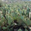Backlit field of "farmed" cactus along the Raptor Ridge Trail.