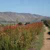 Colorful runs of blooms along the Raptor Ridge Trail.