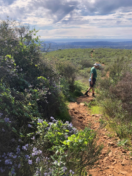 Heading down the Glider Point Trail on Black Mountain.