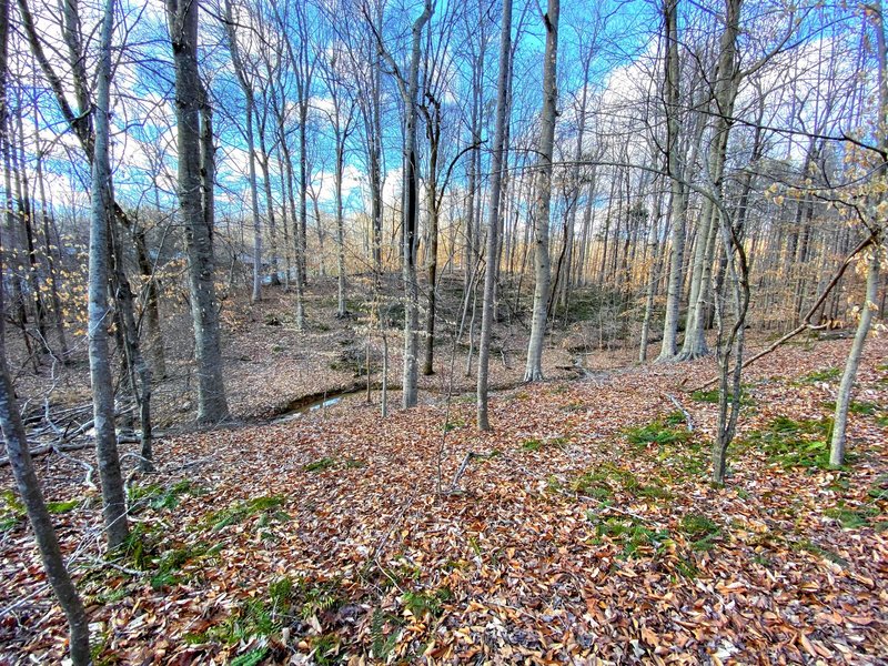 Beech trees along the creek.