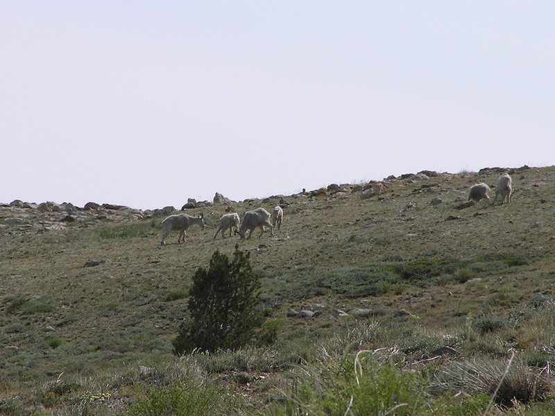 Mountain goats grazing near trail south of Wines Peak.