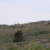 Mountain goats grazing near trail south of Wines Peak.