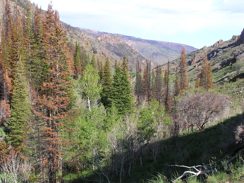 Looking down Slide Creek canyon where Slide Creek meets East Fork Jarbidge River.