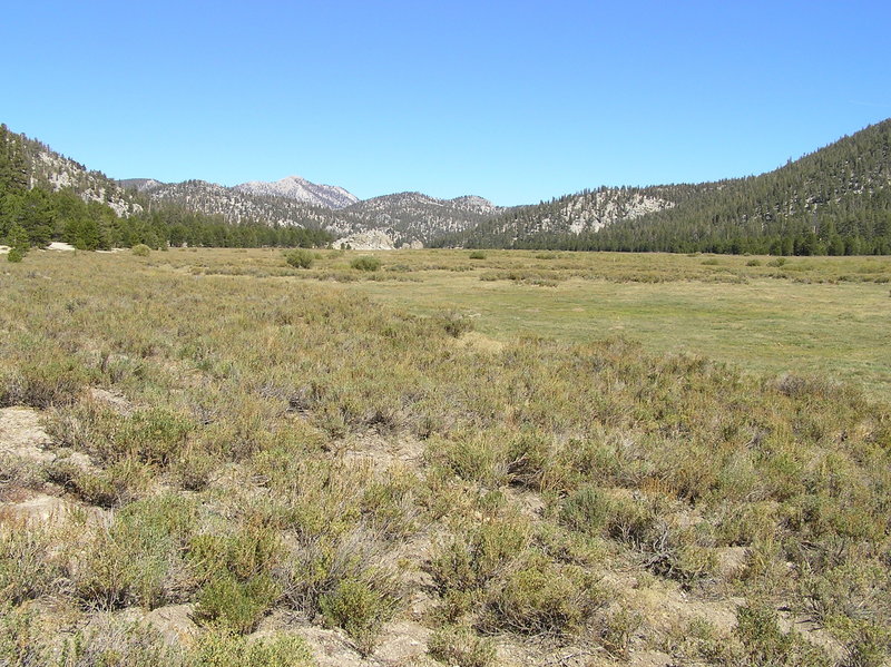 Tunnel Meadow