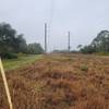 Power lines ROW along the Palmetto Pines Trail