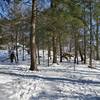 Donevan Trail forest in winter.